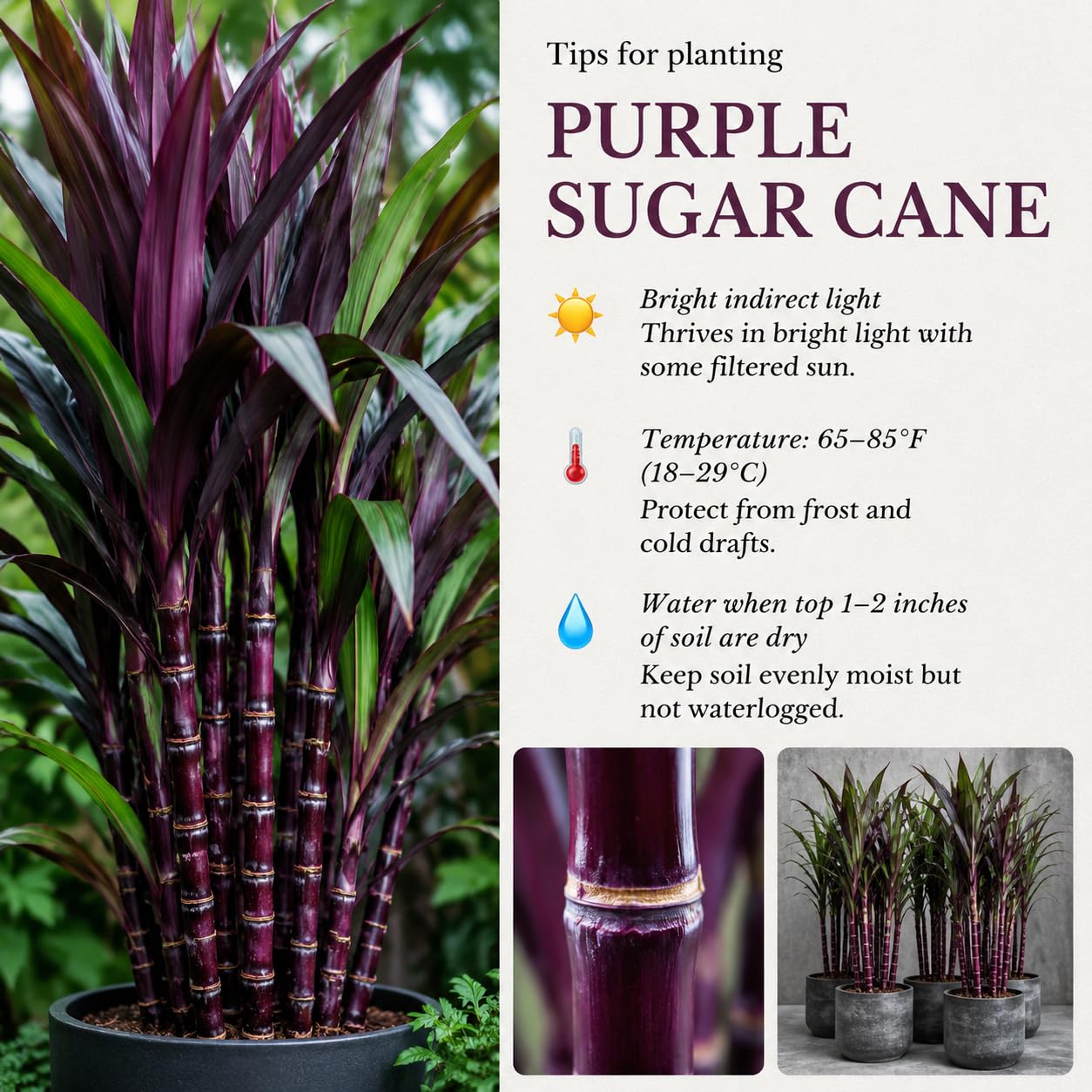 Purple Sugarcane Plant in 6" Pot, Ornamental Sugar Cane Clumps for Garden, Patio and Containers, Hardy Outdoor Plant, No CA
