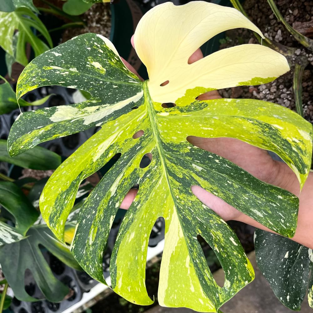 Constellation Monstera Plant Live, Rare Variegated Foliage Monstera, Live Indoor Philodendron Houseplant for Planting, 4-7 Inch Tall