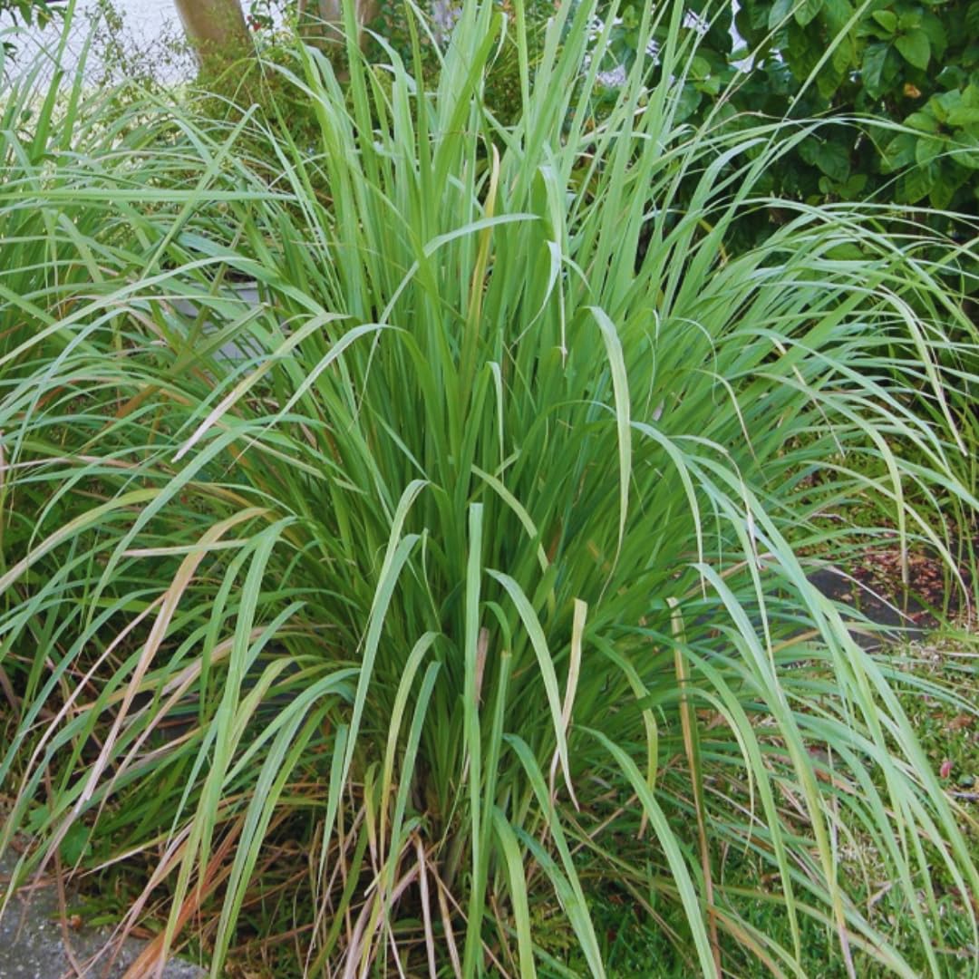 10 Large Lemongrass Plants Live Stalks, Lemon Grass Live Plant, Well Rooted and Hardy, Fragrant, 5-9" in Tall
