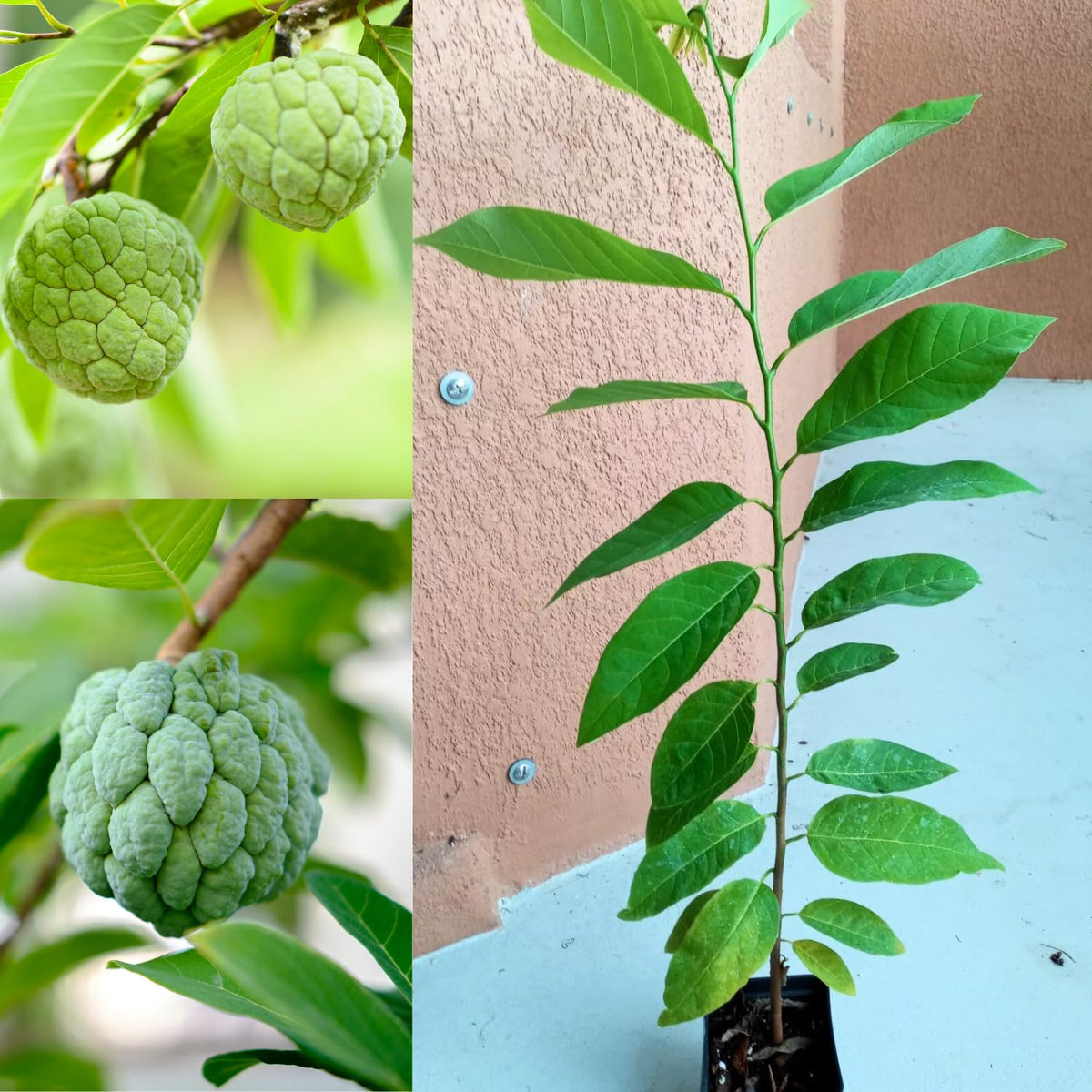 Sugar Apple Plant Live, 7-12 Inch Tall, Annona Squamosa Sugar Apple Fruit Tree Live Plant, in 3.5" Pot