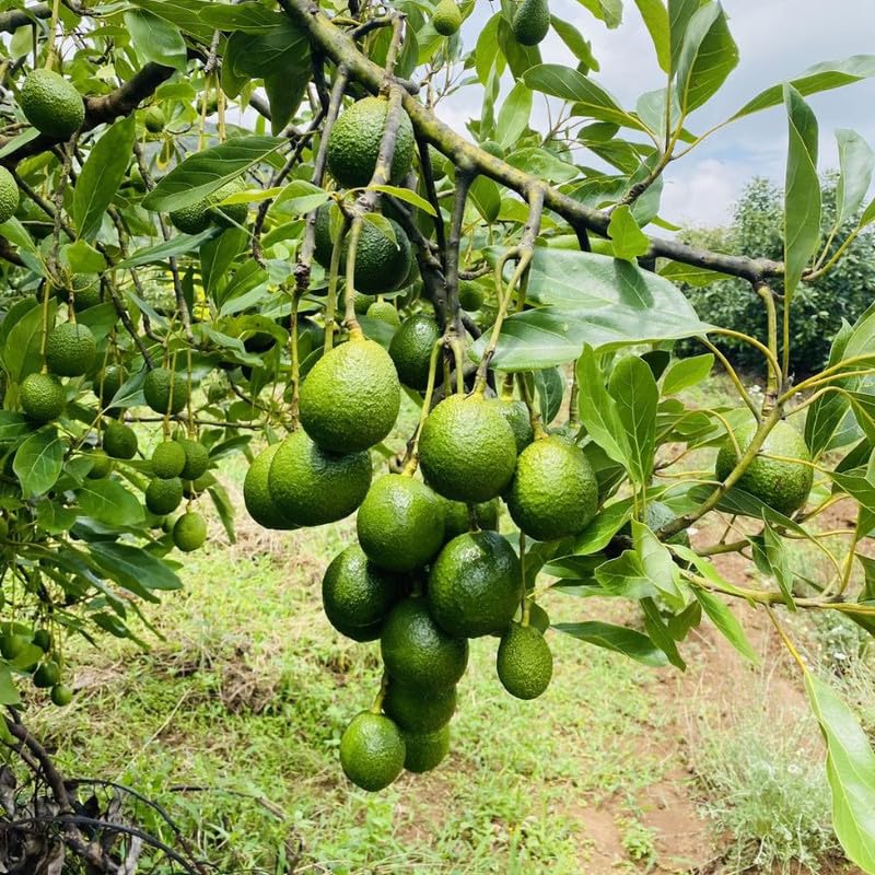 Cold Hardy HASS Avocado Live Plant 1.5-2.5" Tall in 2 Gallon Pot, Avocado Tree Plant, Fruit Plants Outdoor Indoor