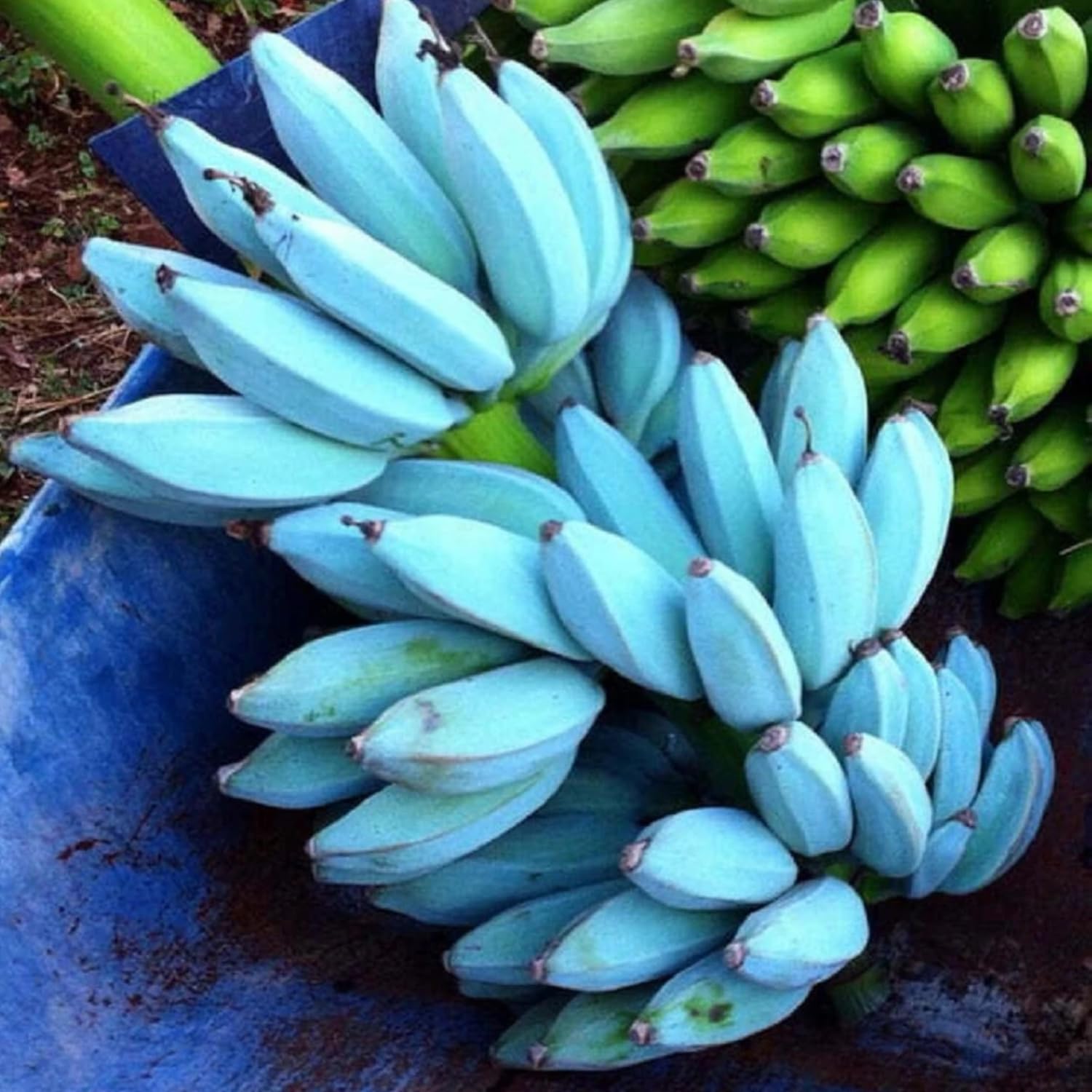 Rare Banana Tree Live Plant, 4-8" Tall, Banana Plant Live Well Rooted, Cold Hardy Tropical Banana Fruit Seedling (Blue Ice Cream Banana)