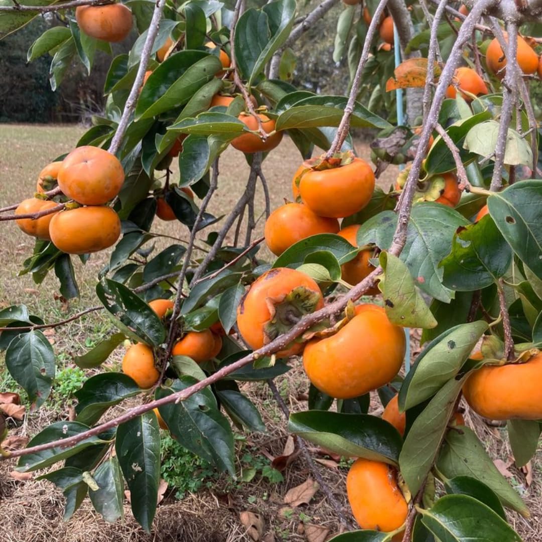 Ready to Bear Fruit Hachiya Persimmon Tree Live Plant in 3 Gallon Pot, 3-4 Feet Tall, Sweet and Cold Hardy, Dormant in Winter