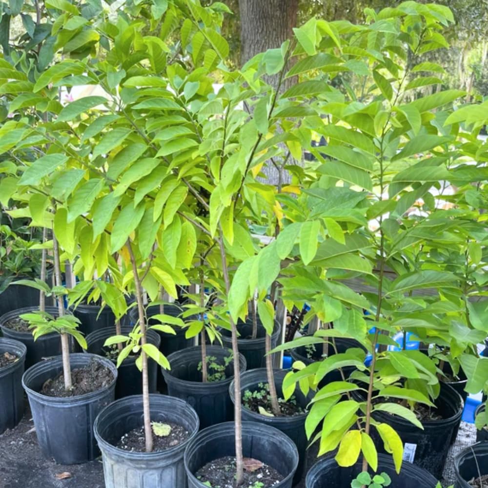 Sugar Apple Plant Live for Planting 2-3 Feet Tall, 3 Gallon Pot, Annona Squamosa Sugar Apple Tree Live Plant, No Ship to CA