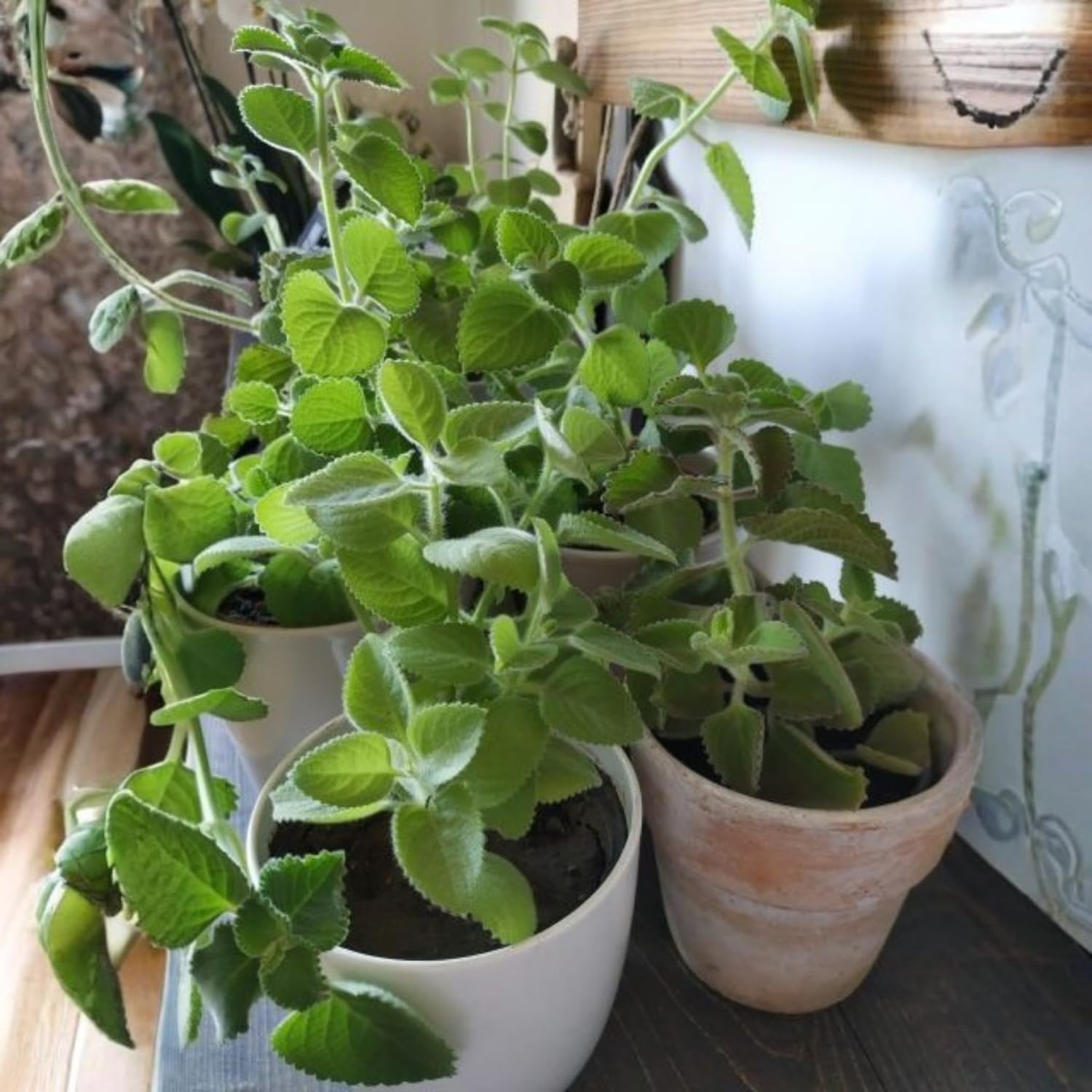 2 Cuban Oregano Plants Live 4-6'' Tall, Fragrant Herb Ready to Grow, Garden or Containers Planting