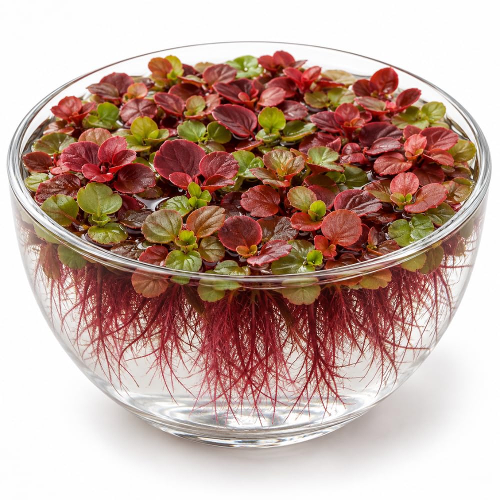 Red Root Floater Plants Live, 30+ Floating Plants