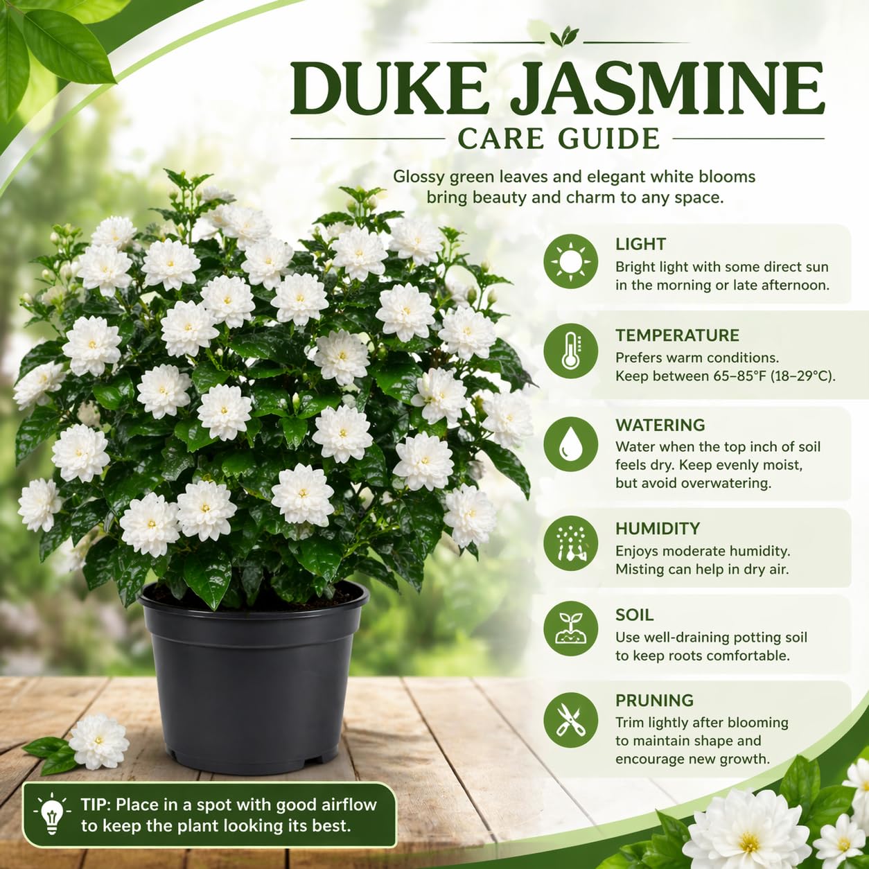 Duke of Tuscany Jasmine Plant Live, Fragrant Jasmine Flowering in 3 Gallon Pot, Double Petal Jasmines 2-3 Feet Tall, No CA