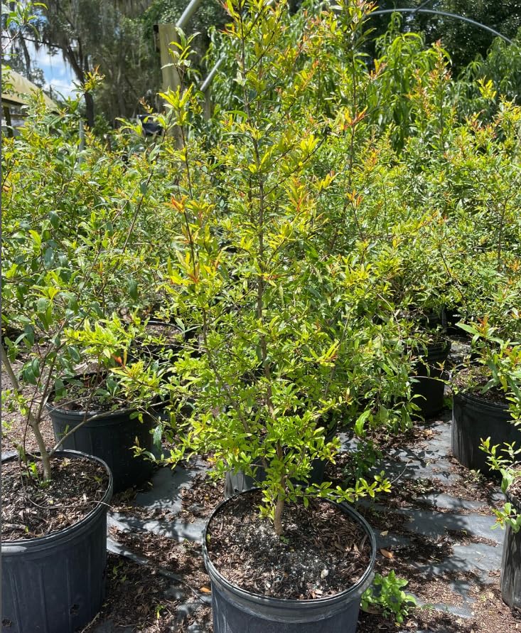 Pomegranate Tree Live Plant 2-3 Feet Tall in 3 Gallon Pot, Hardy Red Fruit Tree for Garden and Landscape Planting, No Ship to CA