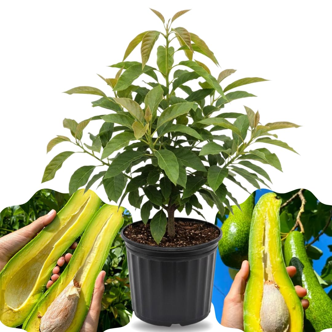 Long Neck Avocado Tree Live Plant, 3-4 Feet Tall, Avocado Fruit Tree in 3 Gallon Pot for Patio, Container, and Outdoor Garden Growing