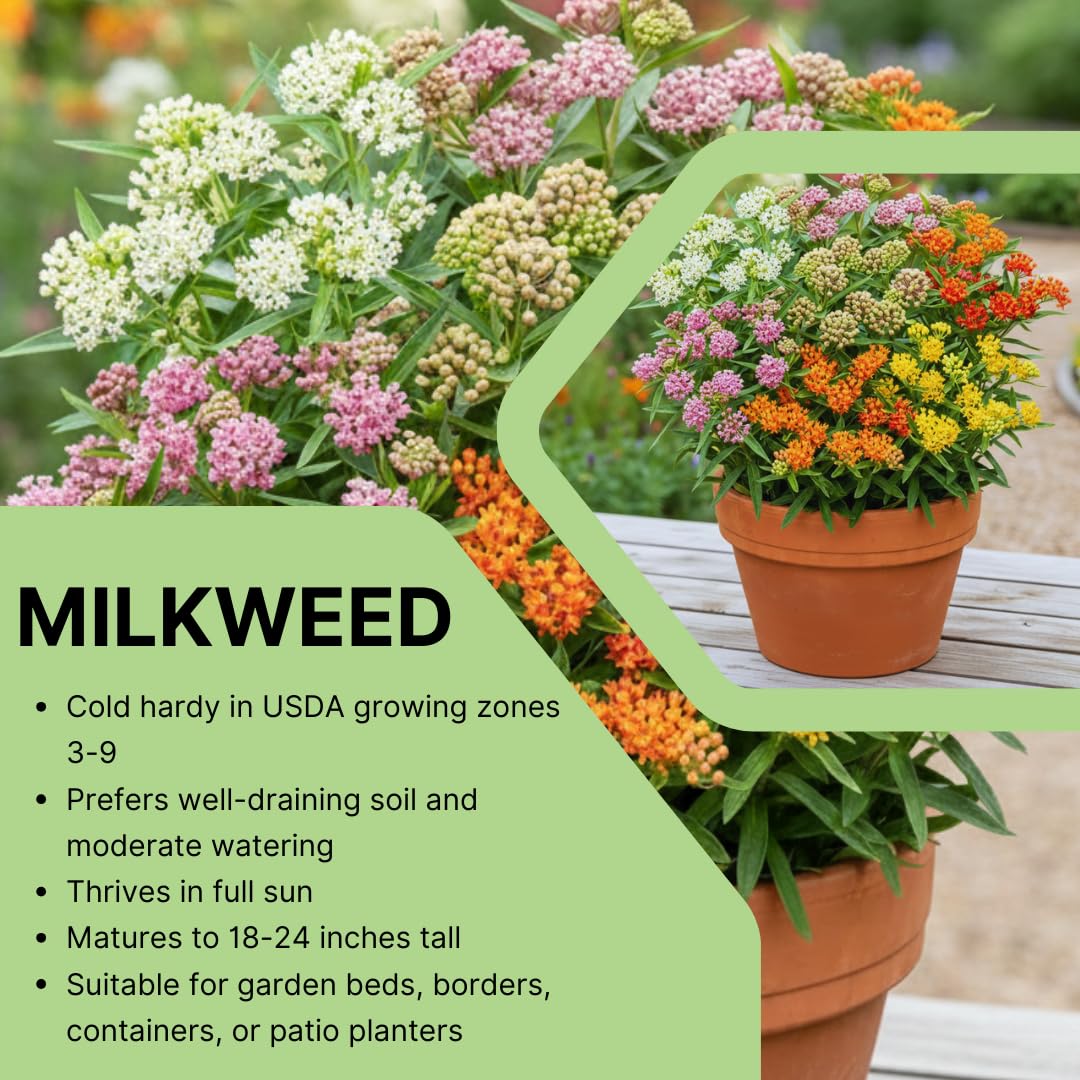 Set of 2 Live Milkweed Plants, Perennial Butterfly Milkweed Plants, Asclepias Tuberosa Plant, 5-8 Inch Tall for Indoor or Outdoor Planting, No Pot(Random Color Milkweed)