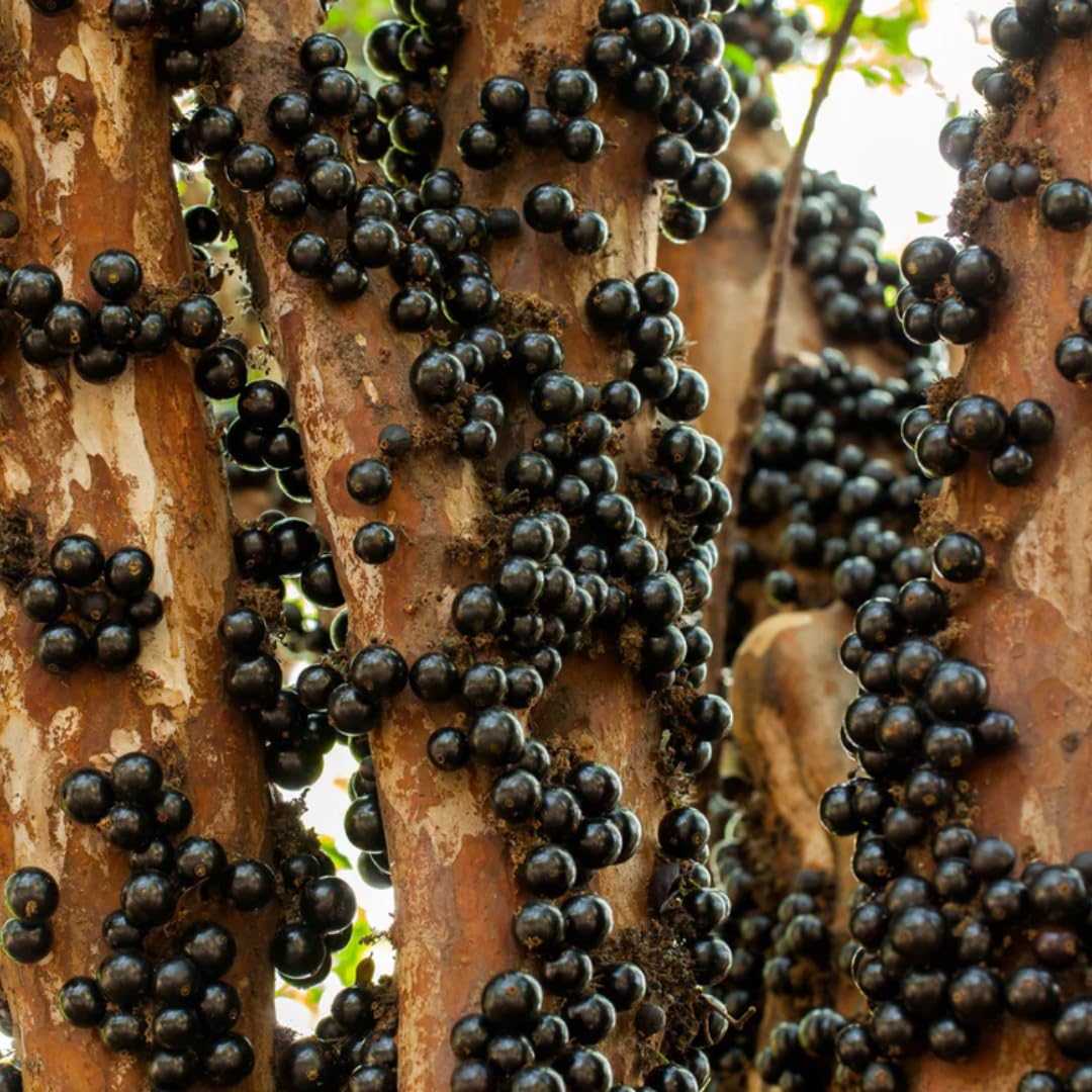 10-12" Jabuticaba Tree Live Plant, Jaboticaba Brazilian Grape Trees Seedling, No Pot, 1 Year Old Plants