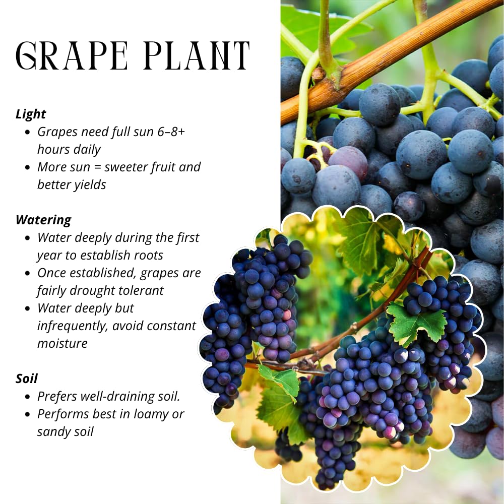 Set of 3 Muscadine Grape Plants Live, 4-6" Tall Seedless Grape Vines for Outdoor Planting, Hardy Fruit Plants for Garden and Vineyard (Deep Purple Black Grape)