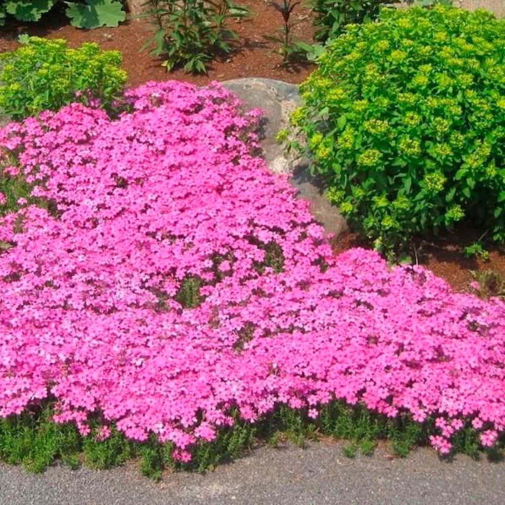 2 Pink Creeping Phlox Plants Live Perennials, Creeping Phlox Live Plants, 4-6 Inch Tall, Ornamental Phlox Flowers Seedlings