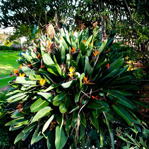 2 Mix Bird of Paradise Plants Live, Cold Hardy, 4-7" in Tall, Fast Growing, Strelitzia Reginae Flower for Spring Landscaping Ornamental Indoor Outdoor