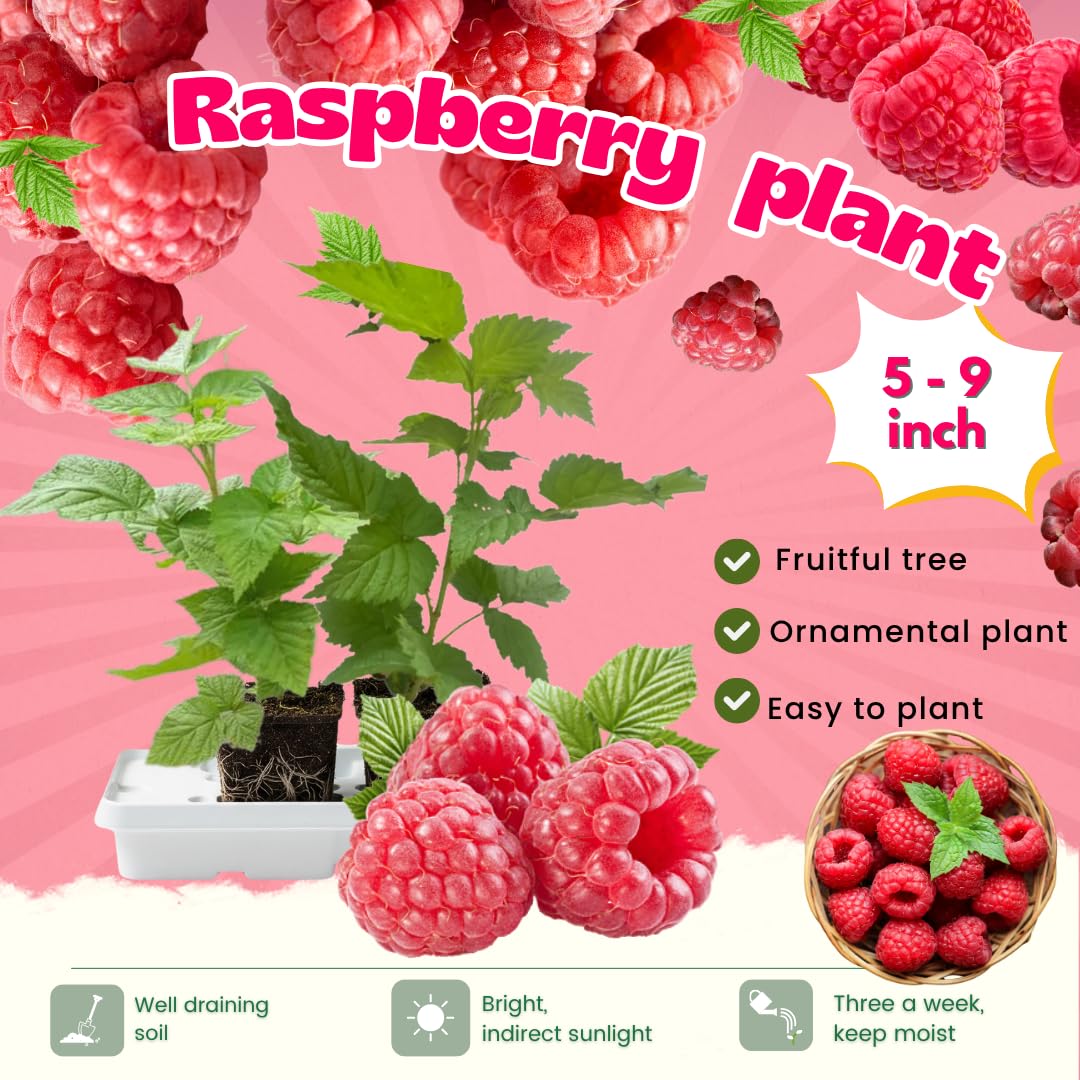 2-Pack Raspberry Plants Live, Raspberry Bushes Live Plants Well-Rooted, 5-9 Inch Tall, Raspberry Fruits (Red Raspberry)