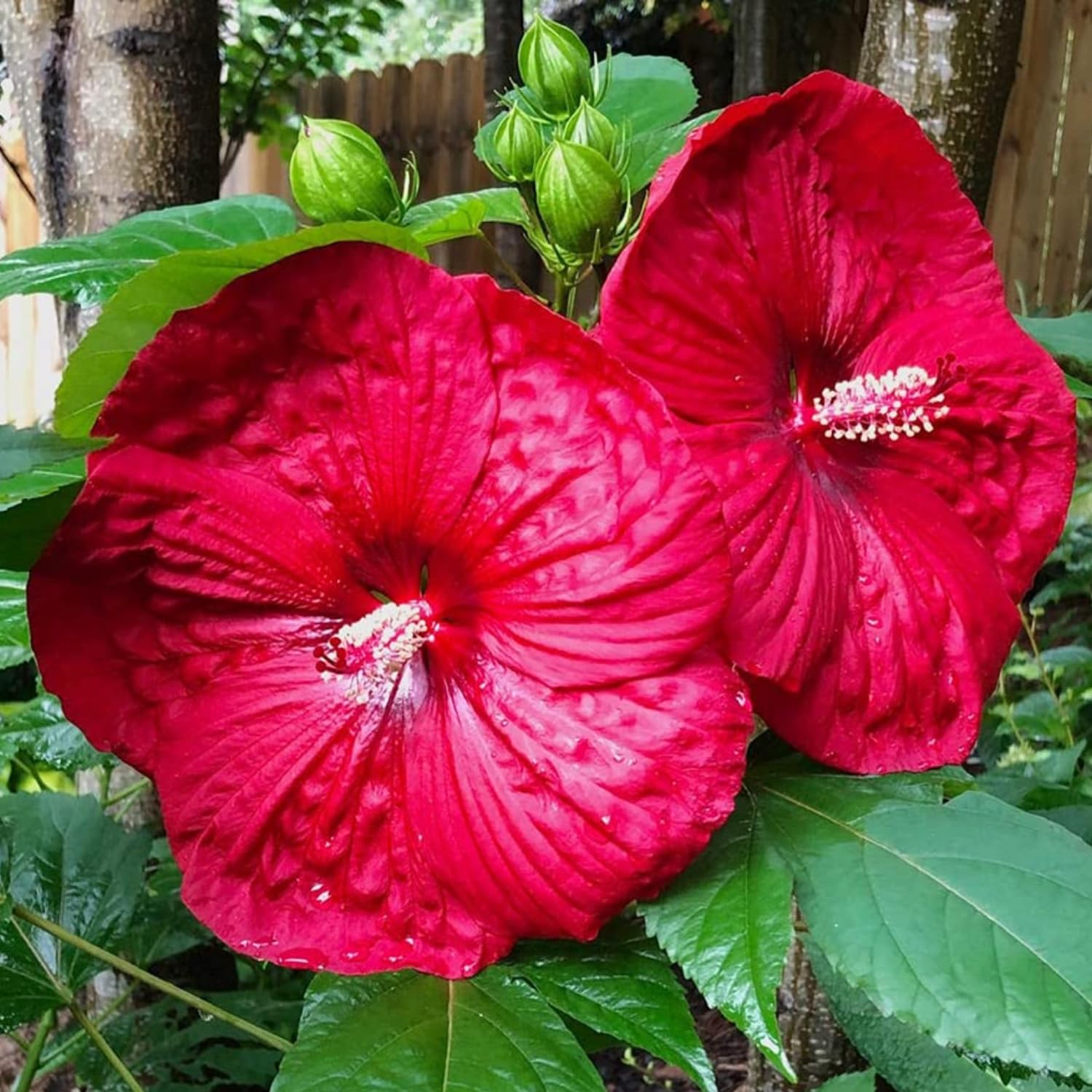 Set 2 Hibiscus Plants Live, Hardy Hibiscus Tree Live Plant, 5-9 Inch Tall, Hibiscus Flowers Plant to Grow (Red Hibiscus)