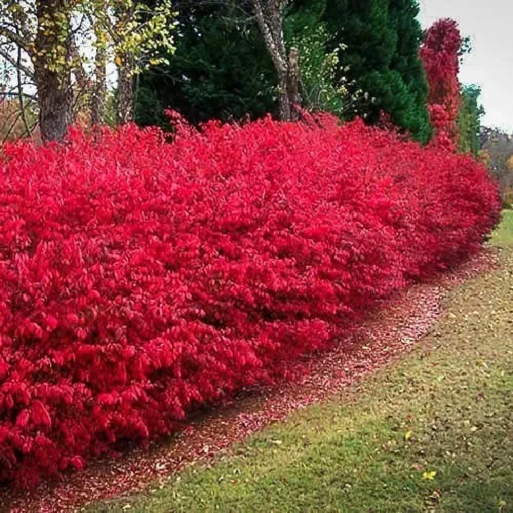Dwarf Burning Bush Plant Live, in 4" Pot, Hardy Burning Bush Shrub for Outdoor Landscaping, No Ship to NY, NH, MA, VT