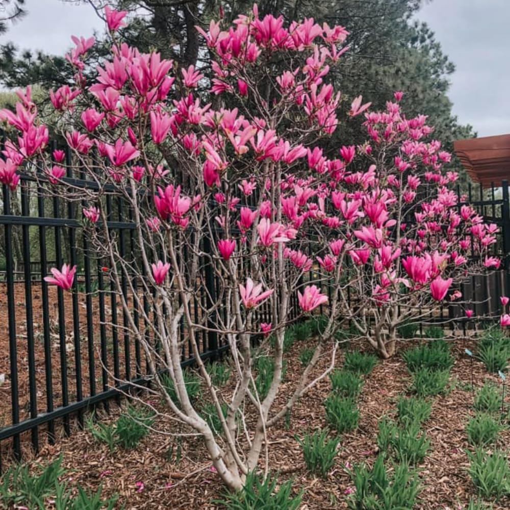 1 Year Old Ann Magnolia Tree in 2.5" Pot, Fragrant Pink Purple Flowers, Dormant in Winter, 6-12 Inch Magnolia Trees Live Plants, No Leaf