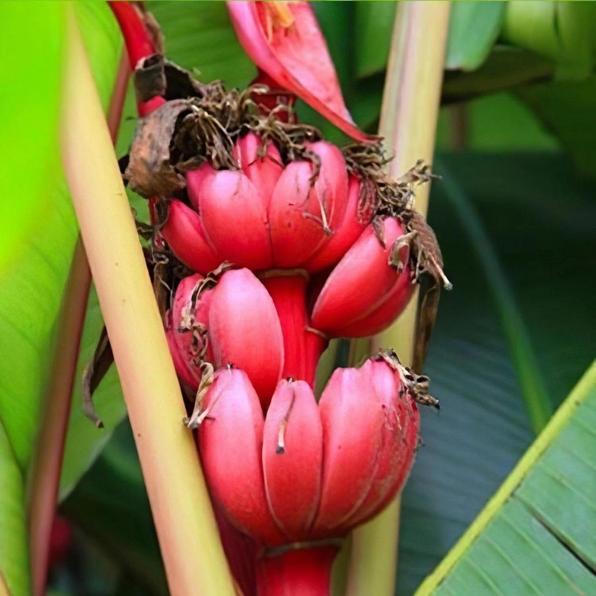 Rare Banana Tree Live Plant, 4-8" Tall, Banana Plant Live Well Rooted, Cold Hardy Tropical Banana Fruit Seedling (Red Banana Plant)