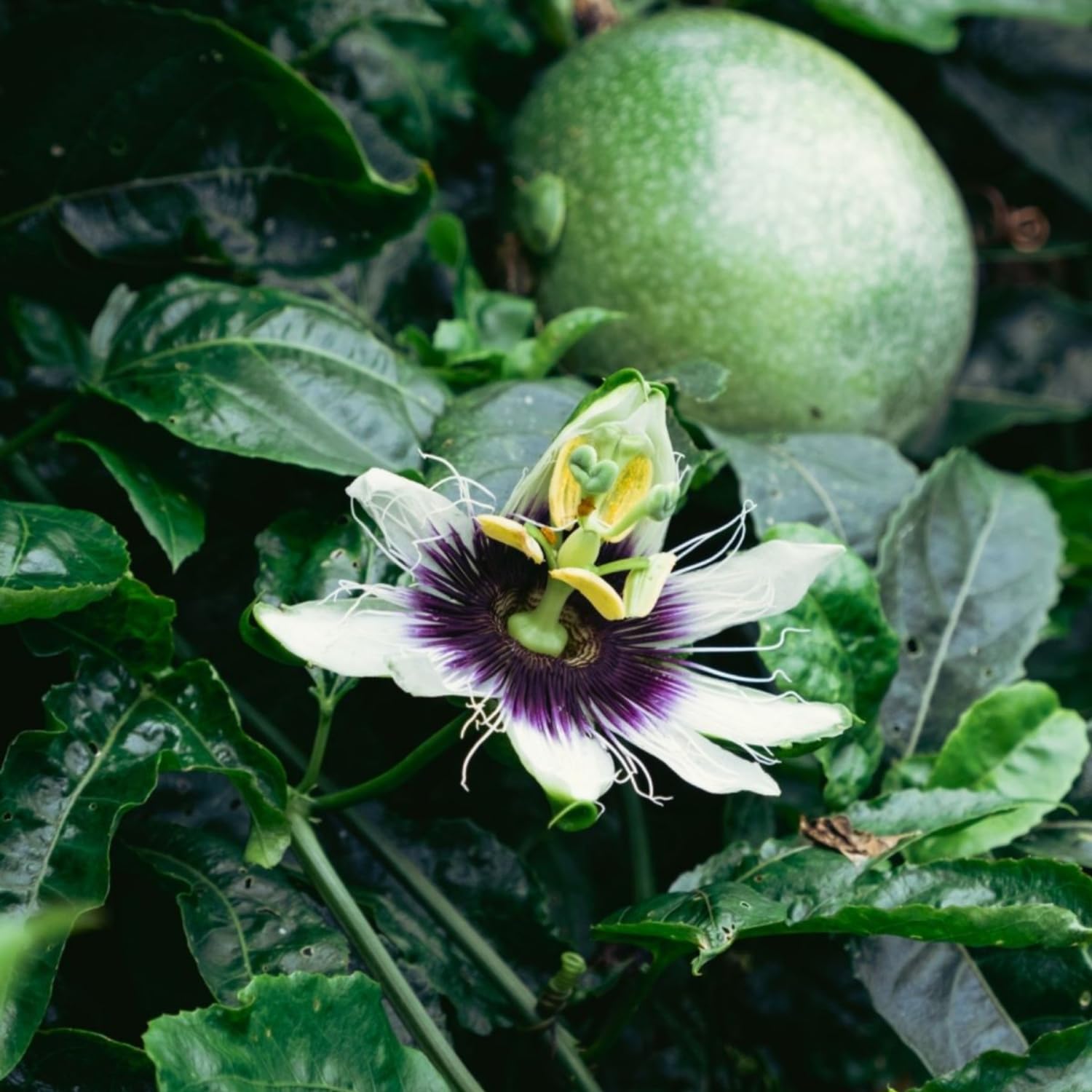 Purple Passion Fruit Plant Live, Passionfruit Vine Plant, Perennial Fruit Vine, 4-7 Inc, Outdoor Planting