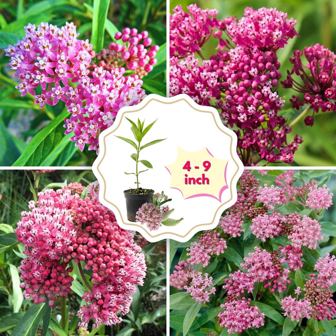 2 Butterfly Milkweed Plants Live, Tropical Milkweed Live Plants, Asclepias Tuberosa Plants, 4-9" Height for Outdoor Planting (Pink Milkweed)