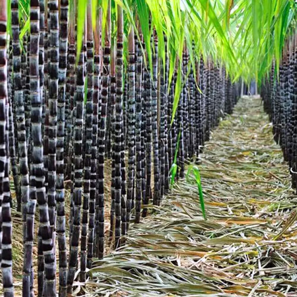 Set of 20 Purple Sugarcane Plants Live, 2-3" Tall Rooted Cuttings for Planting Outdoors, Sweet Edible Sugar Cane Stalks, No Ship to CA