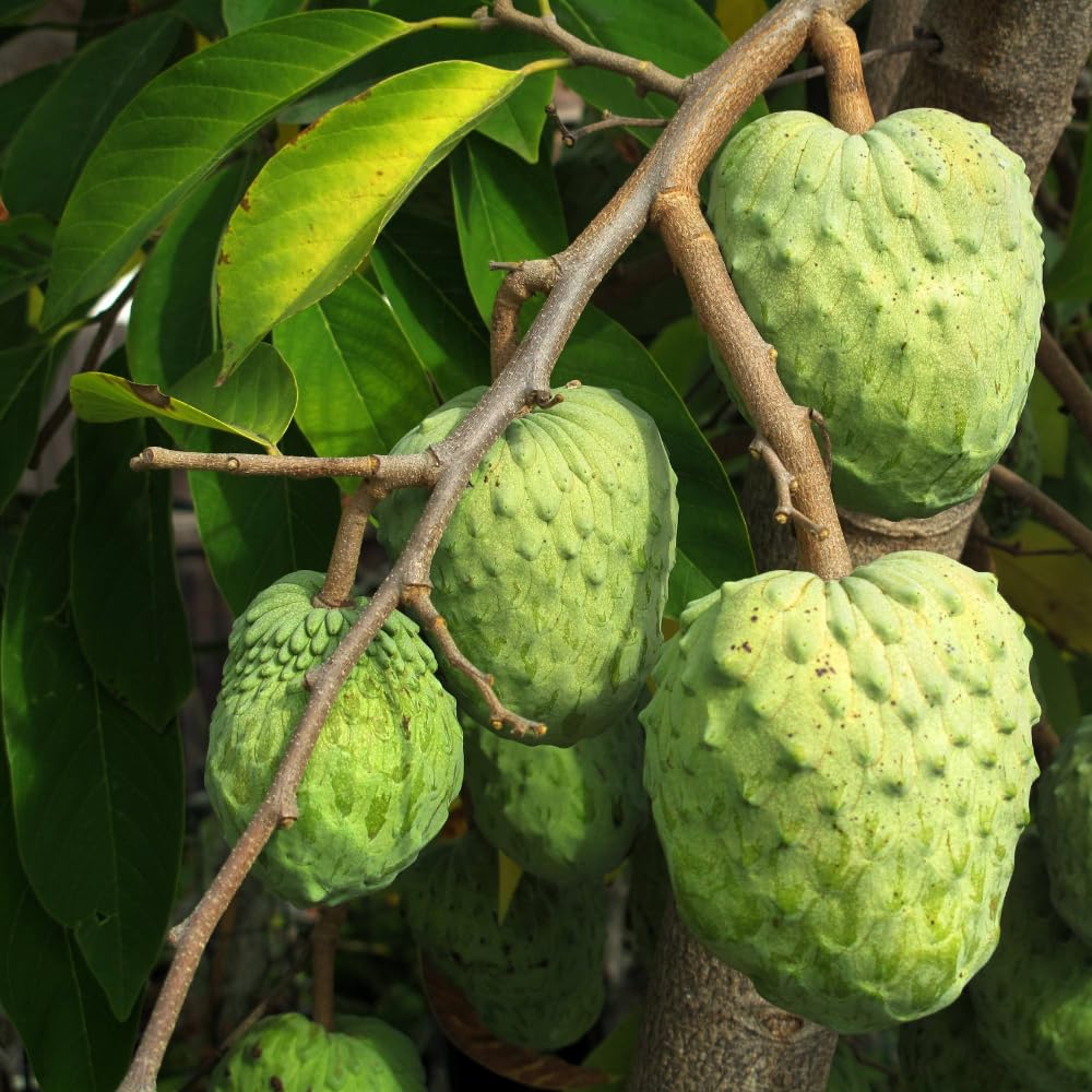 Soursop Plant Live, Guanabana Giant Soursop Tree Live Plant, 3 Feet Tall, Soft Pulp, Annona Guanabana Plant for Zones 10-11, No Ship to CA