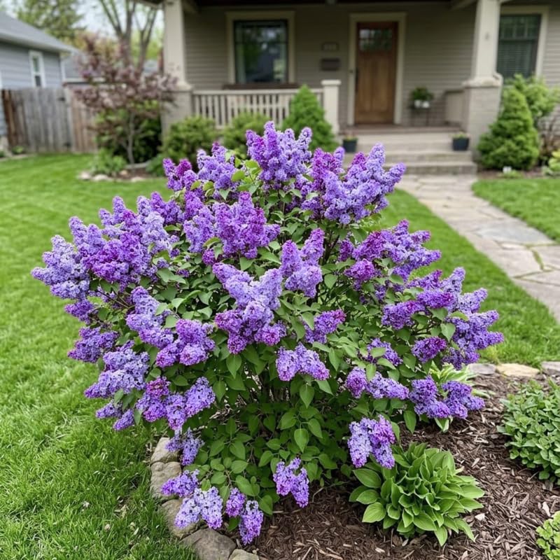 Blue Lilac Live Plant, Syringa Flowering Shrub, 6"+ Tall