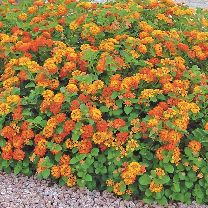 3 Lantana Plants Live, Yellow Orange Lantana Flower Live Plant, Colorful Perennial Flower Garden, 4 to 7 Inches