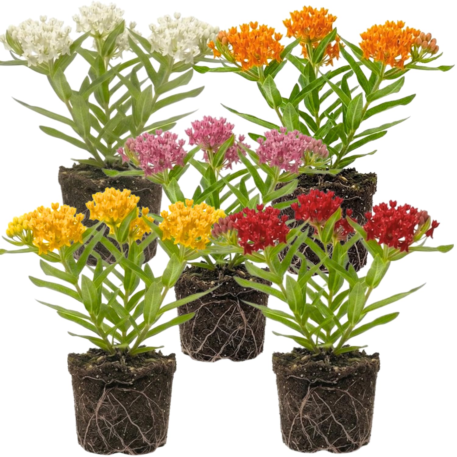 Set 2 Mix Milkweed Plants Live, 5-8" Tall Perennial Butterfly Milkweed Plants, Well Rooted, Asclepias Tuberosa Live Plant