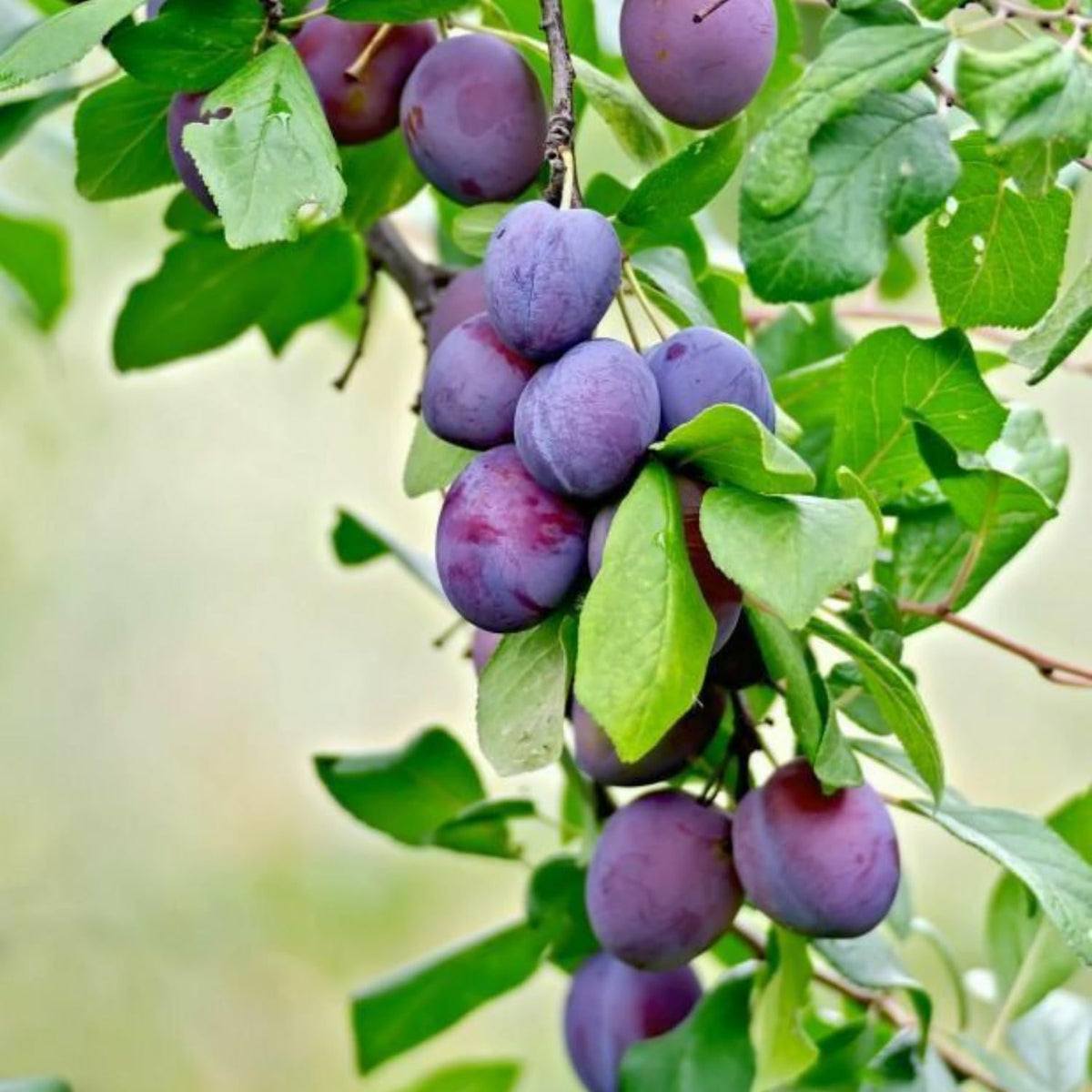Sweet Plum Tree Plant Live, Hardy Purple Plum Fruit Trees, 3-4 Ft Tall, Easy Grow Backyard Orchard