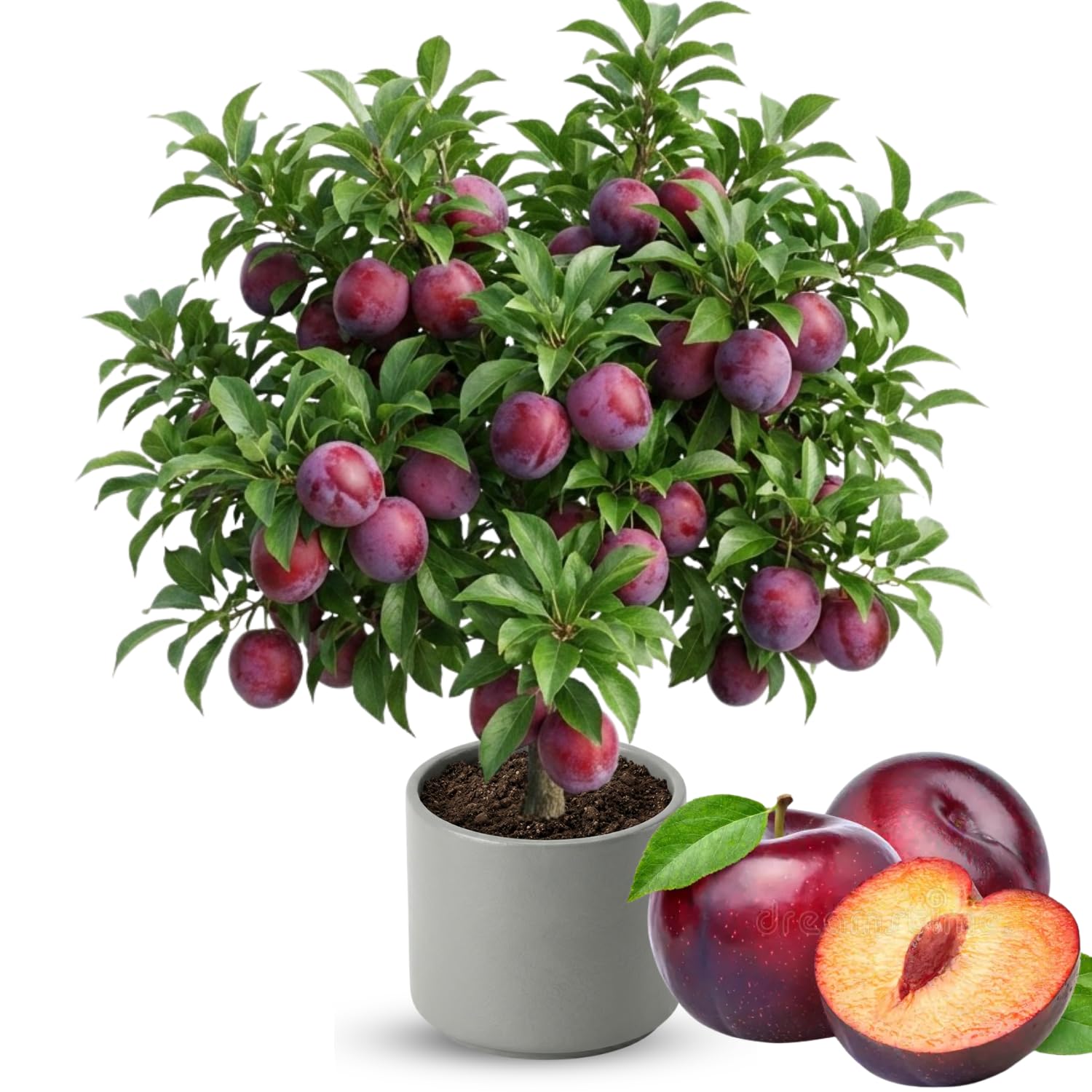 Grafted Plum Tree Live Plant Ready to Bear Fruit, 2-3 Ft Tall in 3 Gallon Pot, No CA, Spring Planting, Fast-Growing and High Yielding (Methley)