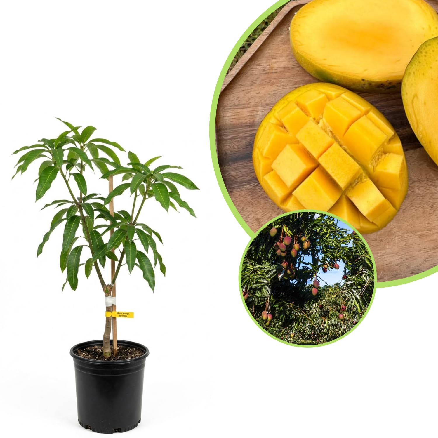 Glenn Mango Plant Live, Sweet Tropical Mango Live in 3 Gallon Pot, Mango Fruit Tree for Outdoor Planting, 3-4 Feet Tall, No Ship to CA