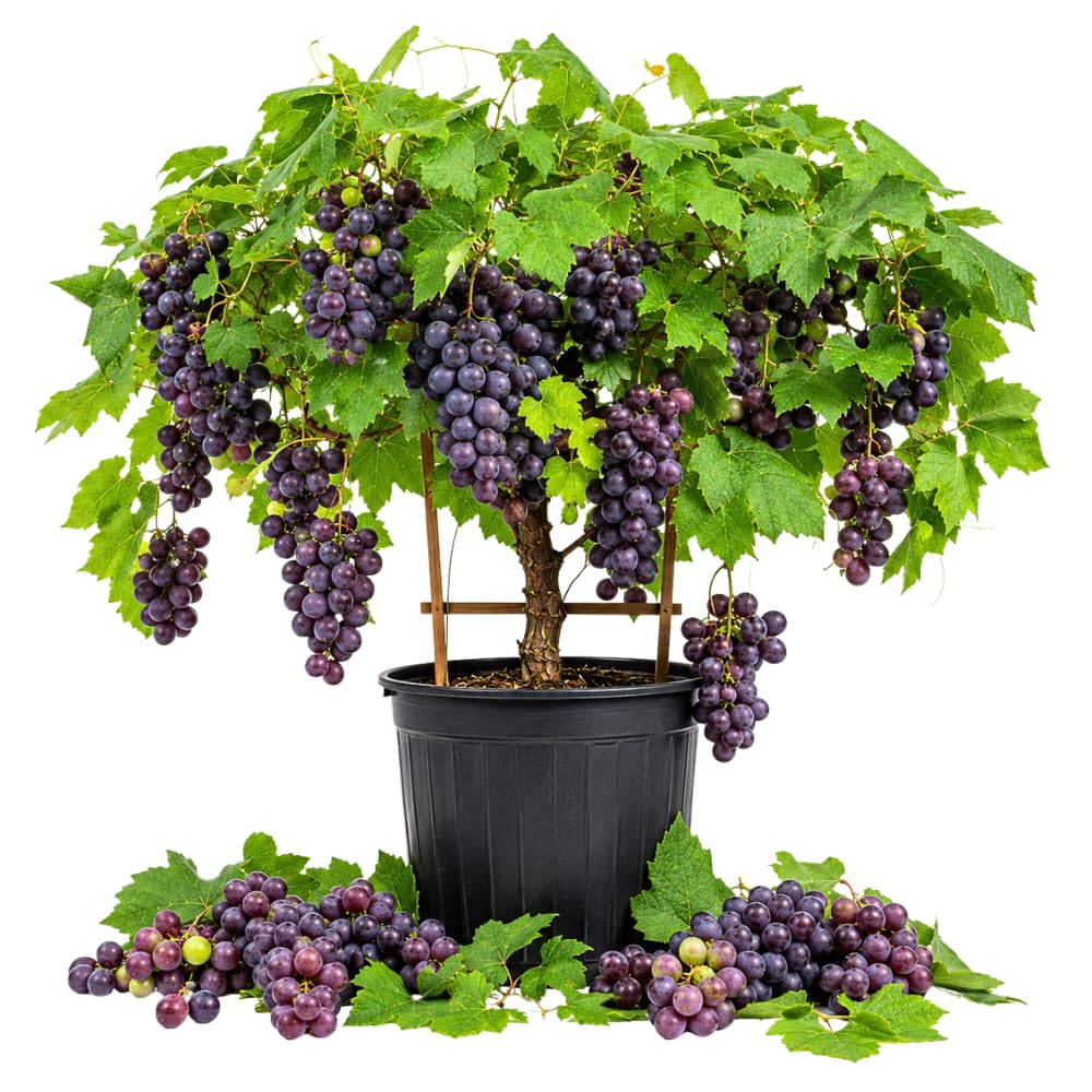 Muscadine Grape Live Plant, Grape Vine Plant 20-24 Inches Tall in 1 Gallon Pot, Fast Growing Vine, Sweet Purple Grapes for Growing, No Ship to CA
