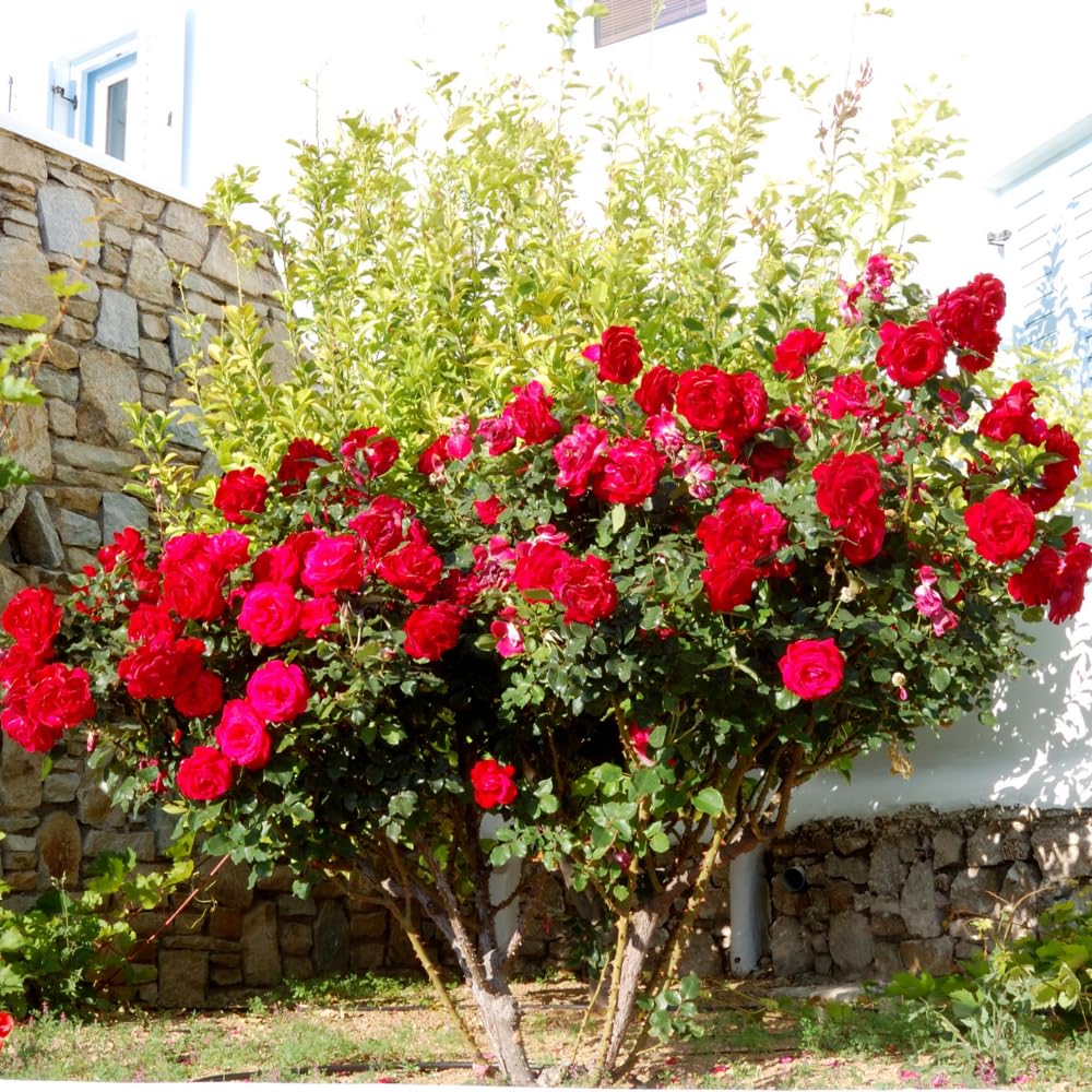 Climbing Rose Live Plants, Red Rose Bushes for Planting Outdoors, 2-3 Feet Height, Vibrant Red Flowers