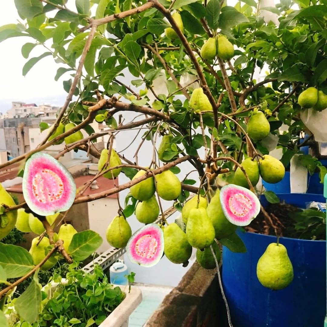 2 Pink Guava Trees Live Plants for Outdoor Planting, 4 to 6" Starter Plant, Fragrant and Sweet Guava