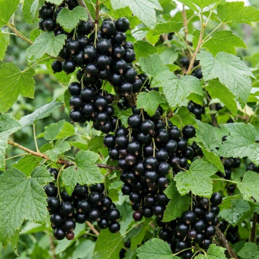 Hardy Black Currant Plant Live Bare Root 6-12 Inches Tall