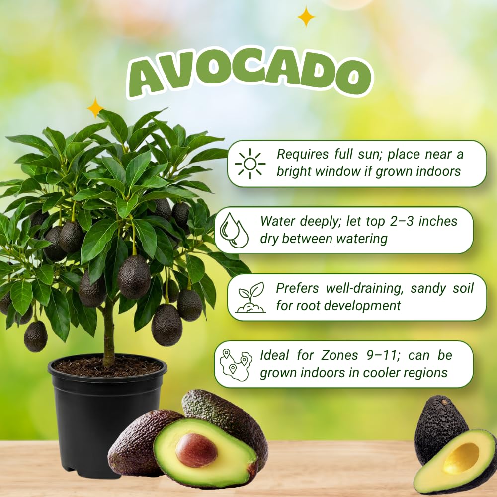 HASS Avocado Tree, Avocado Trees Live Plants, 2 Year Olds Avocado Tree, 3 Gallon Pot, 1-2 Feet Tall, Sweet Tropical Fruit for Planting, No Ship to CA