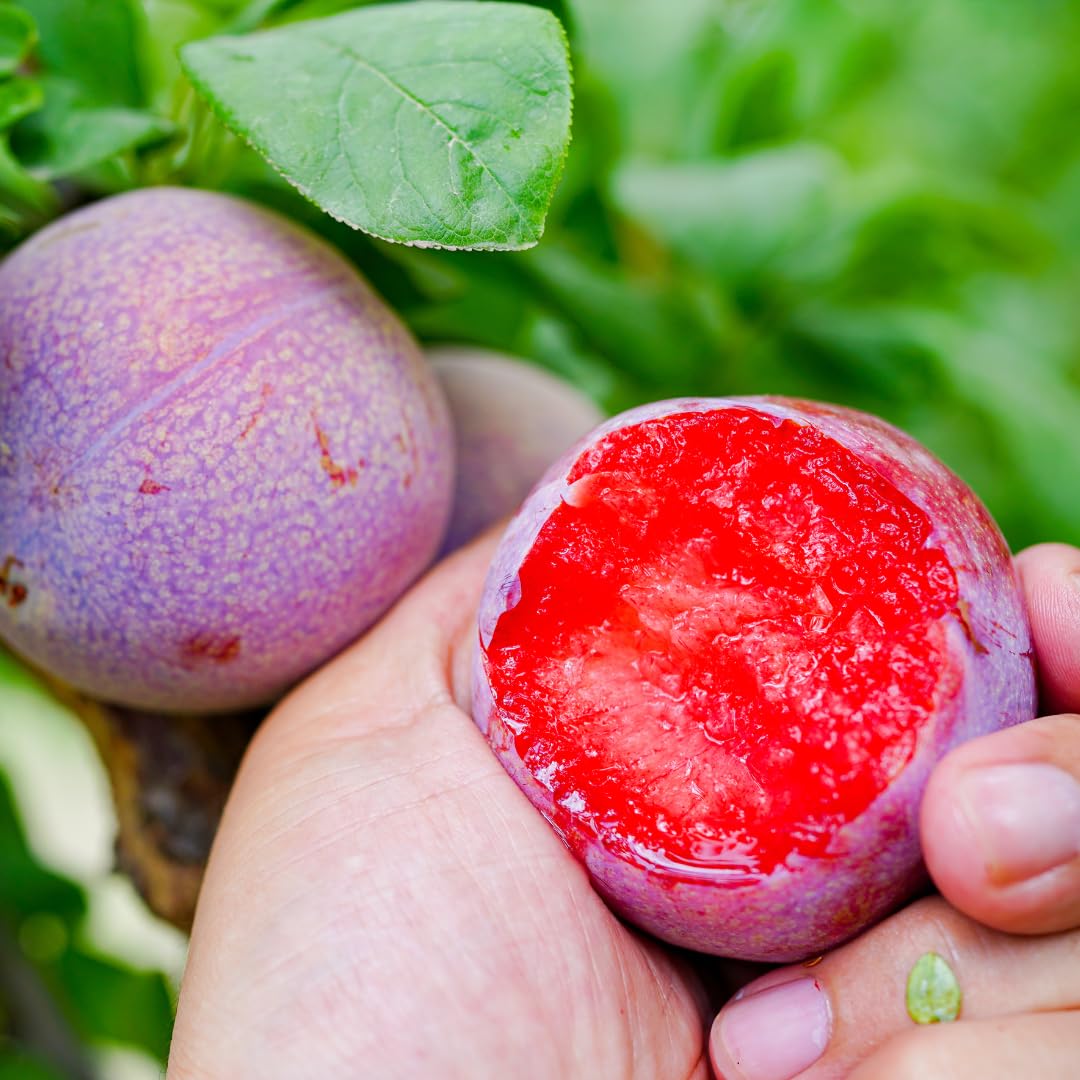 Live Flavor Pluot Tree Plant, Pluot Fruit Tree, Well Rooted, 1-2 Feet Tall in 3 Gallon Pot, for Outdoor Planting, No Ship to CA