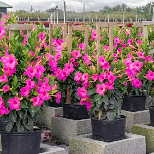 2 Pink Mandevilla Live Plants Vine, Mandevilla Trees Seedlings, Winter Hardy, Spring Flowering Shrubs for Outdoor Planting, Starter Size 4-7" in Tall