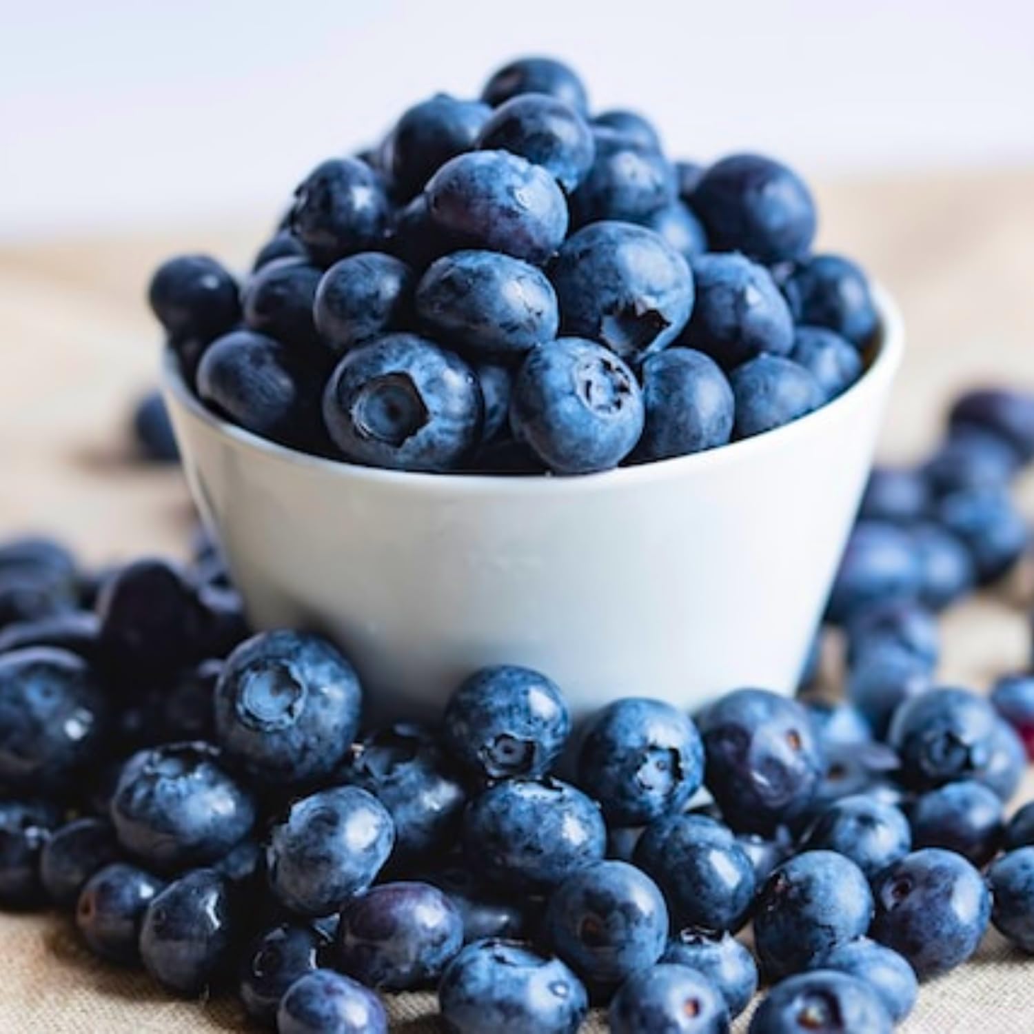 Blueberry Plants Live for Planting, Blueberry Bushes Live Plant, Blueberries Fruits Trees Shrubs to Grow Indoor Outdoor Garden