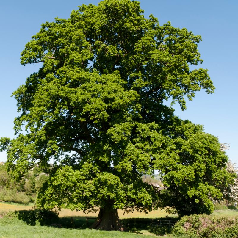 Pin Oak Tree Plant in Quart Pot, 6-12 Inch Tall Shade Tree Live Oak Plants Potted Seedling for Planting Outdoor Garden, Dormant in Winter