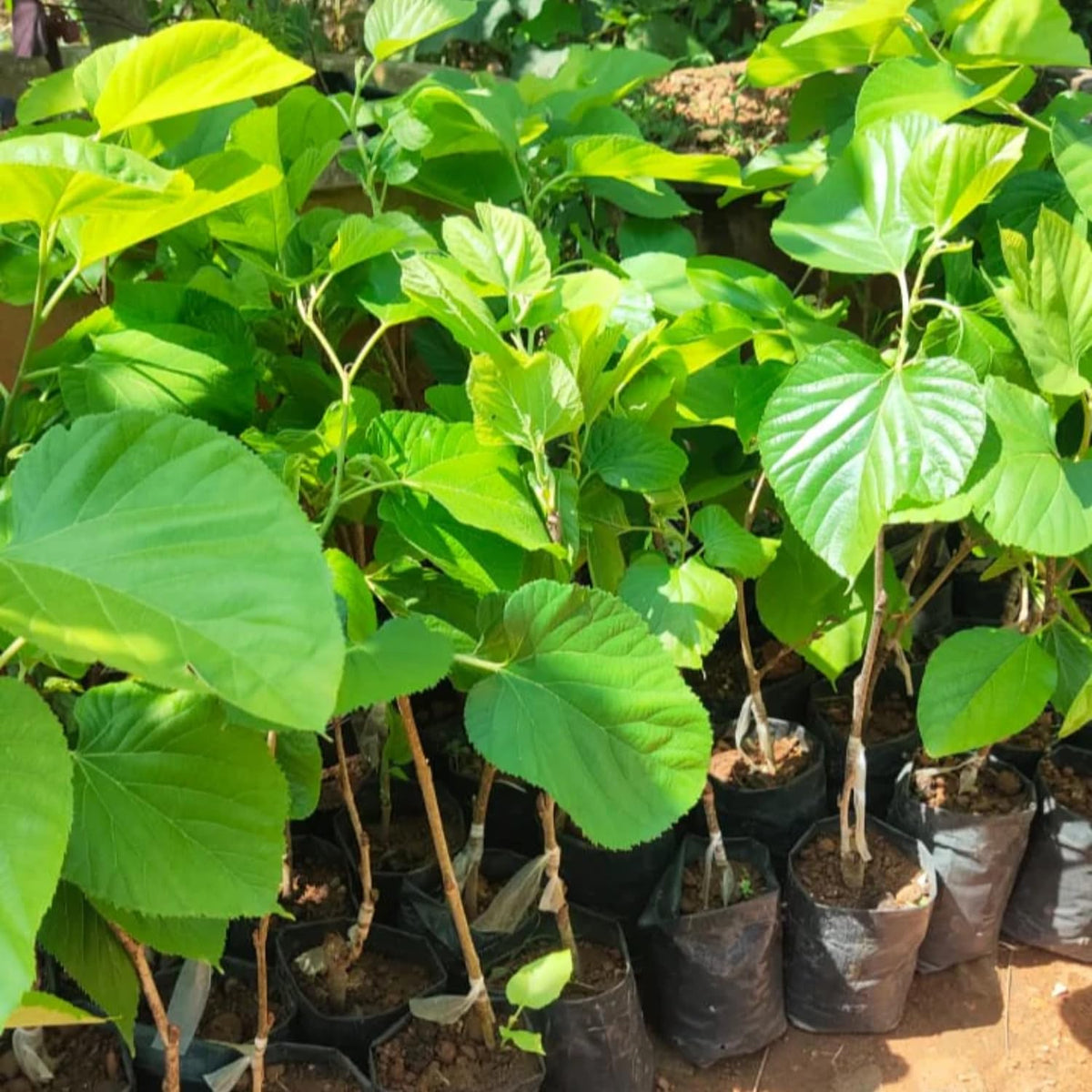 Mulberry Tree Live Plant, Mulberry Bushes for Home Gardens, Mulberry Plant Live, Mulberry Fruit, 5-9 Inch Tall (Pakistan Mulberry)