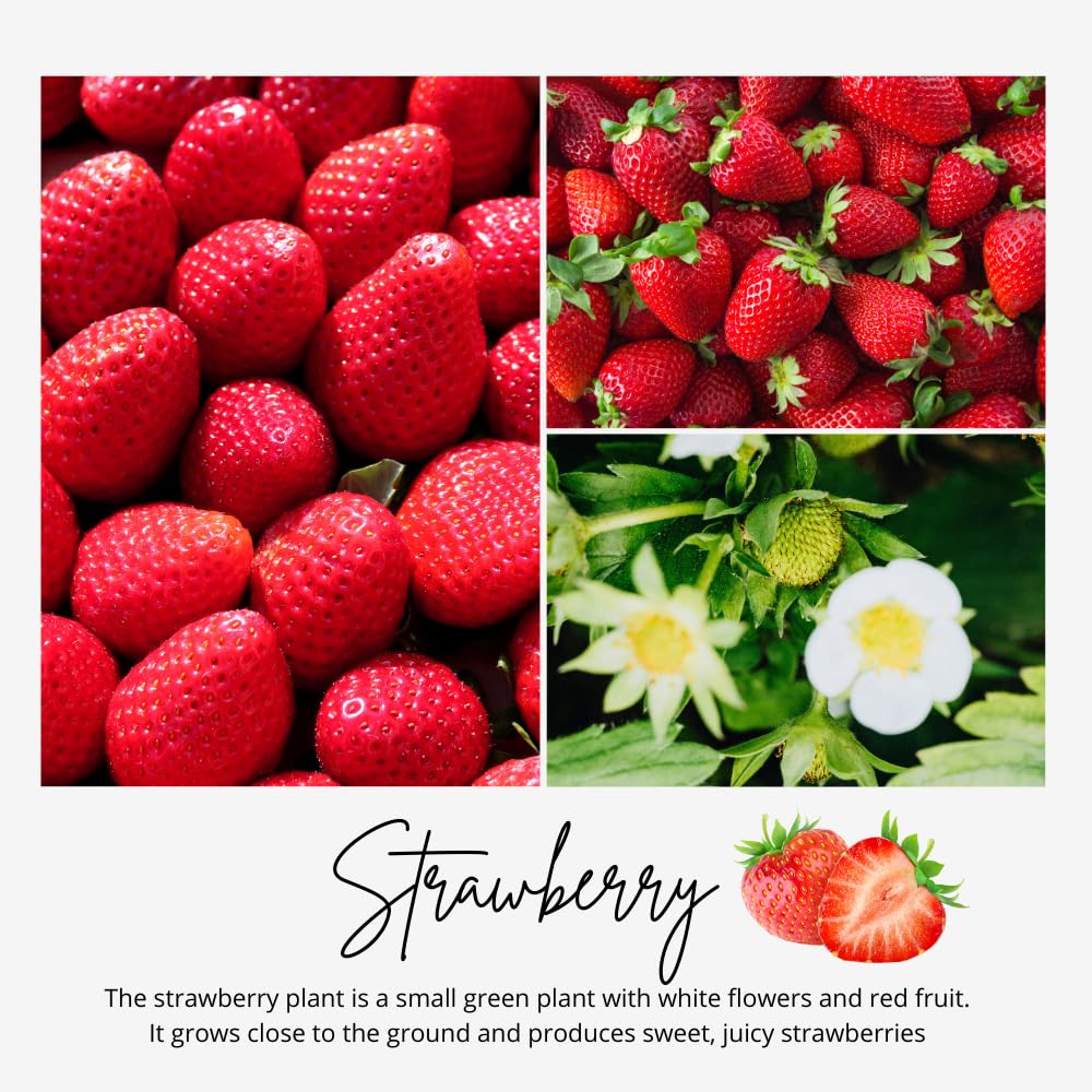 Set 2 Bright Red Strawberry Plant Live, Strawberry Plants Well Rooted from 4 to 6 Inches Tall, Everbearing Variety for Indoor Outdoor Garden