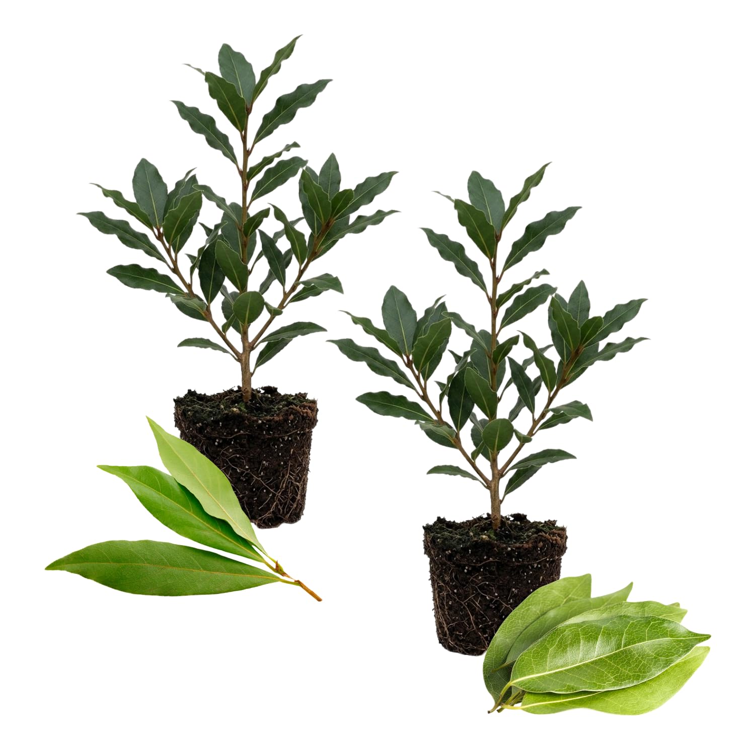 2 Bay Leaf Laurel Plants, Well Rooted Sweet Bay Leaf Tree 4-7 Inches, Laurus Nobilis, Fresh Culinary Herb for Garden and Containers
