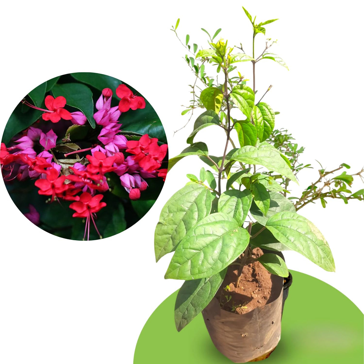 4 Red Bleeding Heart Vines Plants Live, Starter Size 4-6" in Tall, Indoor Outdoor Growing Clerodendrum Fragrant Tree