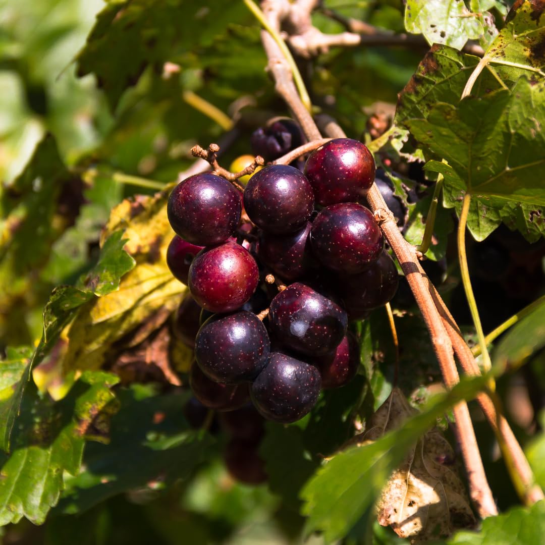 Live Muscadine Grape Vine Plant, Hardy Sweet Fruit Vine, 20–24 Inches Tall in 1 Gallon Pot for Outdoor Garden Growing, No Ship to CA