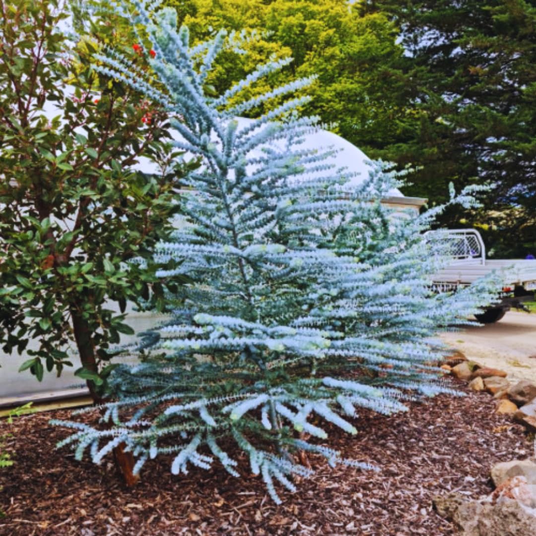 Combo 2 Silverdrop Eucalyptus Bush Plant Live Starter Plugs, 3 to 5 Inc Tall, No Pot, Eucalyptus Tree for Outdoor Planting, Fragrant, Zones 8-11