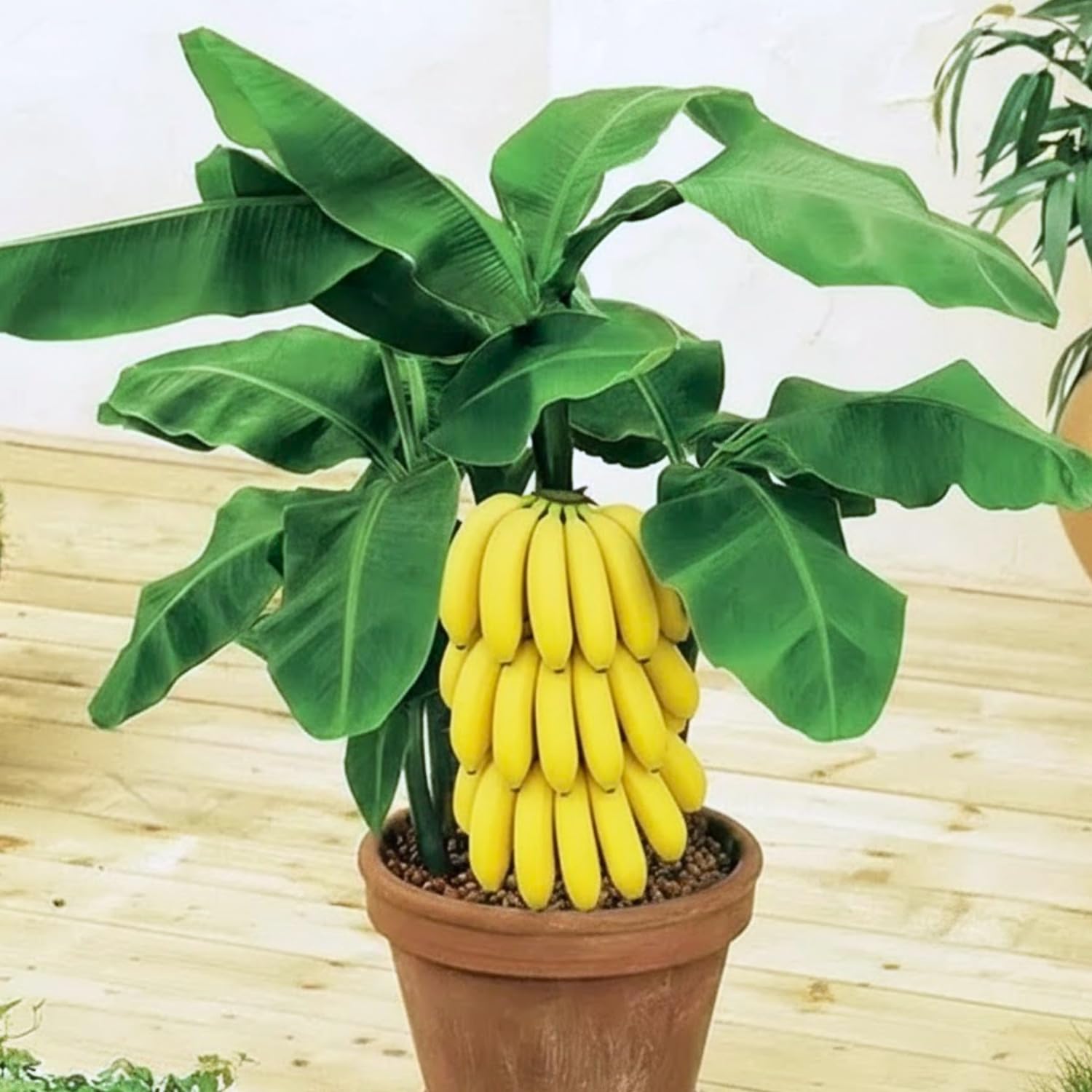 Basjoo Banana Tree Live Plant, Cold Hardy Banana Plant Live, Tropical Banana Fruit Seedling, Well Rooted 4-8 Inch Tall