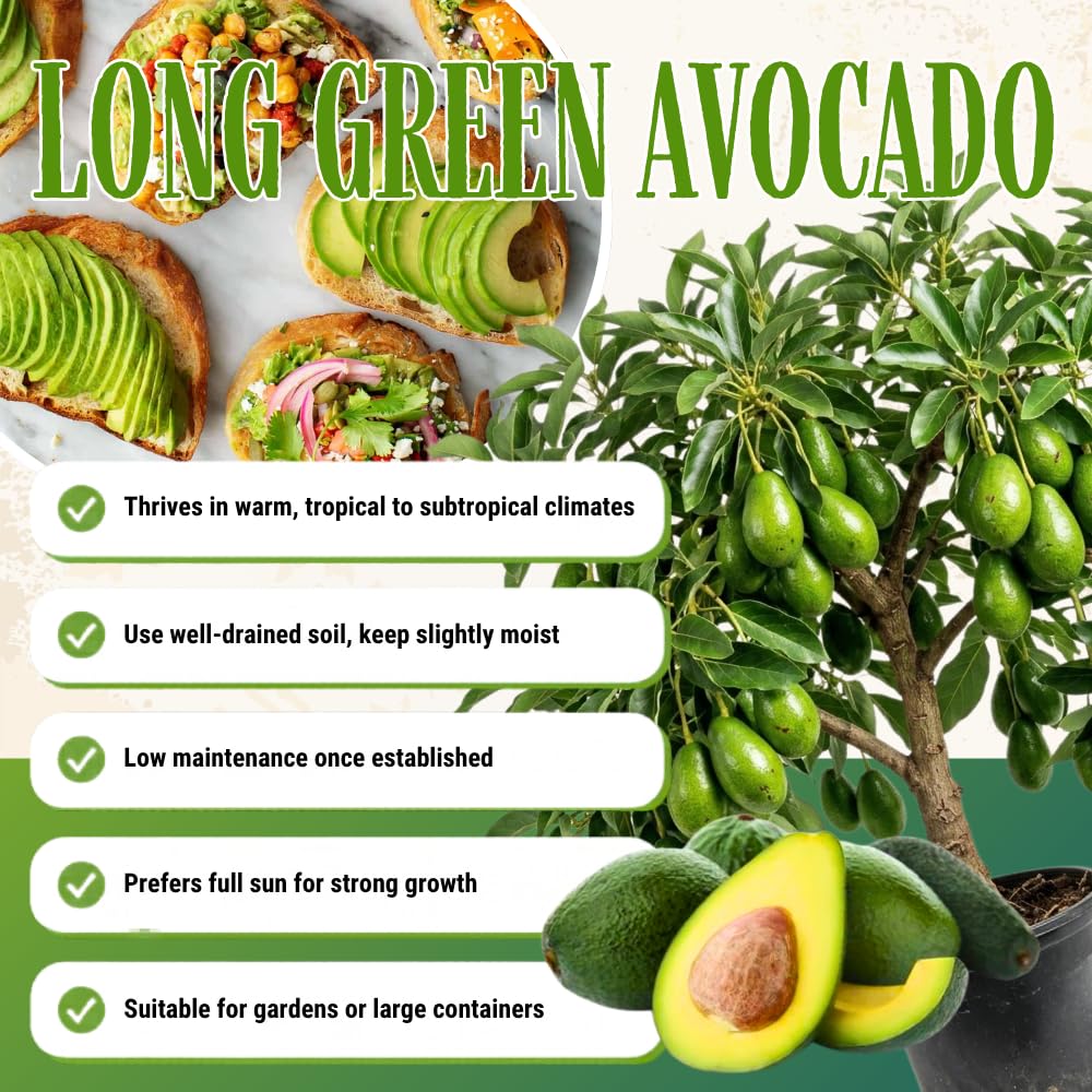 Long Green Avocado Plant Live, Avocado Fruit Tree in 3 Gallon Pot, Cold Hardy Avocado Plant for Container or Garden, 1-2 Feet Tall, No Ship to CA